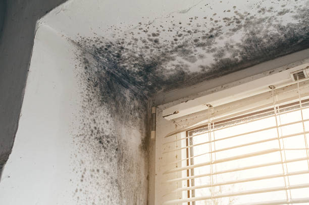 Affordable Mold Inspection And Testing solutions in Wheaton, IL